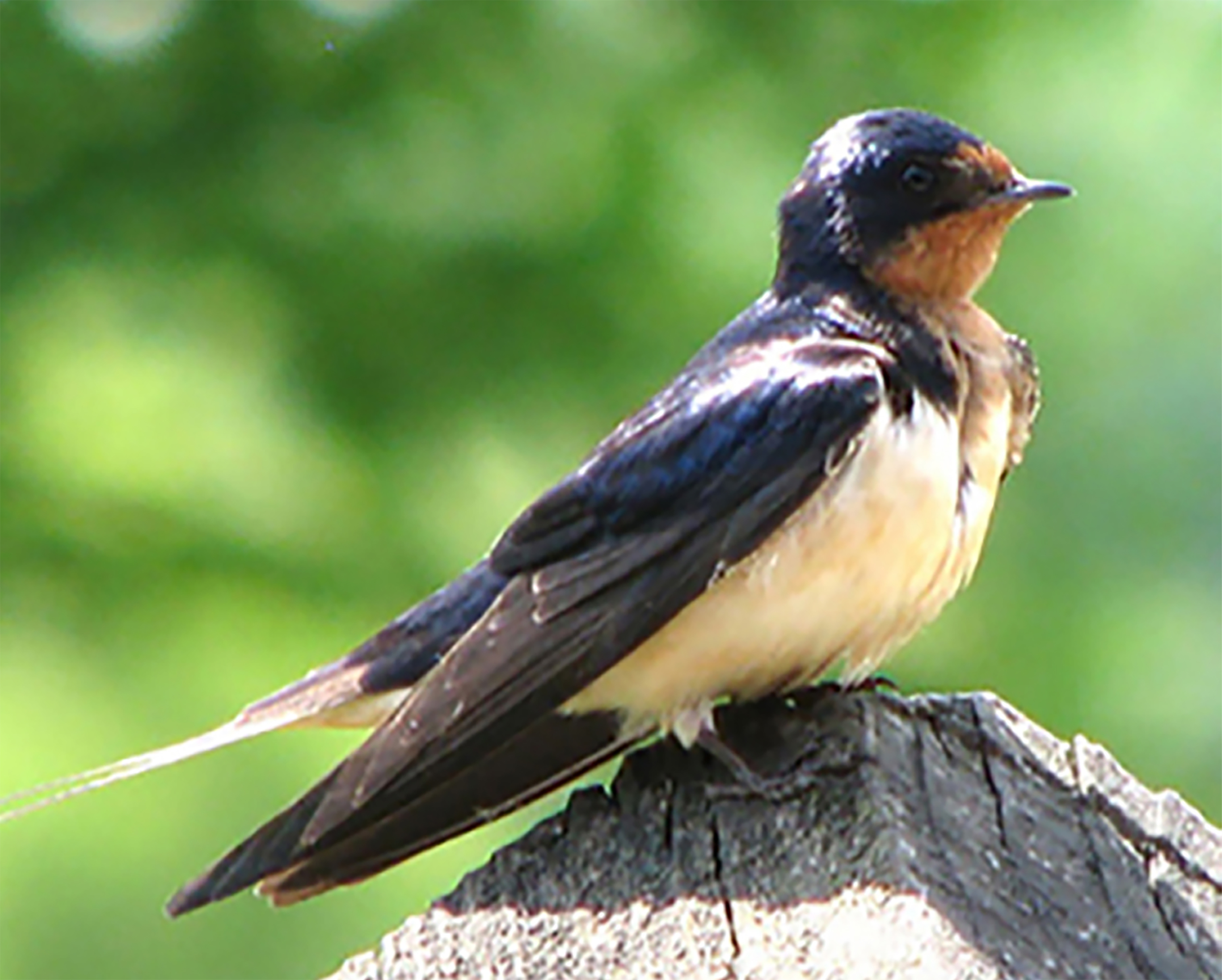Barn Swallow